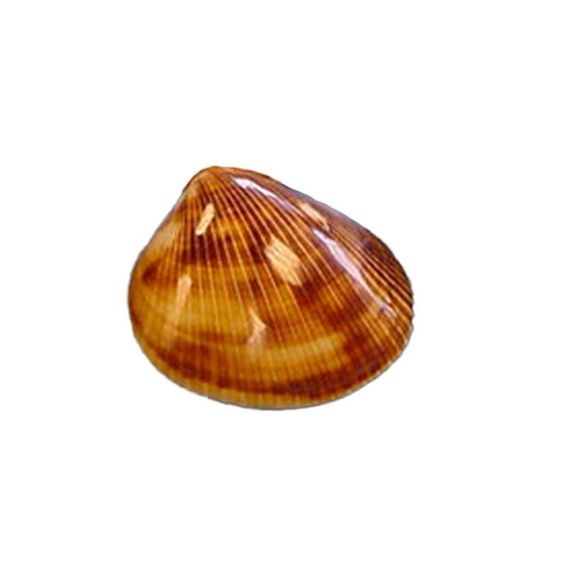 Braune Herzmuschel Brown cockles poliert 3-4 cm