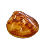 Braune Herzmuschel Brown cockles poliert 3-4 cm