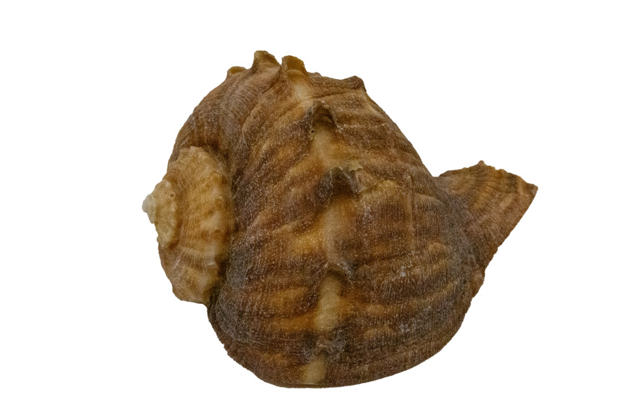 Muschel Rapana Meeresschnecke – Maritime Naturdeko & dekoratives Sammlerstück | ca. 7 cm