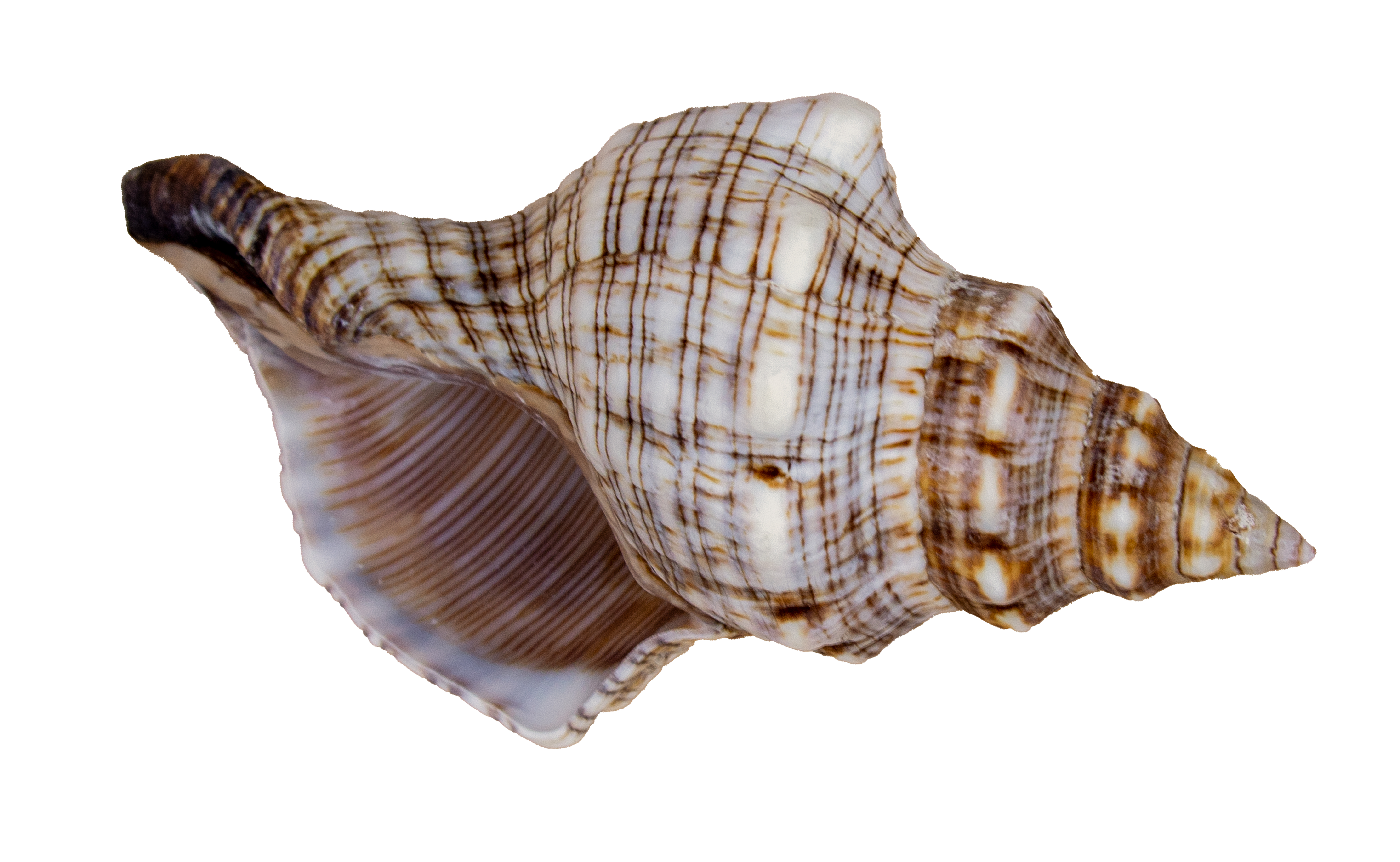 Muschel Fasciolaria trapezium – Große Meeresschnecke für maritime Deko & Sammler | 13–15 cm