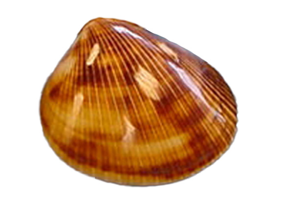 Braune Herzmuschel Brown cockles poliert - ca. 3-4 cm