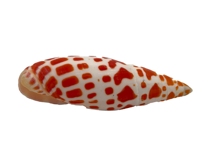 Muschel Mitra Mitra - ca. 9 cm