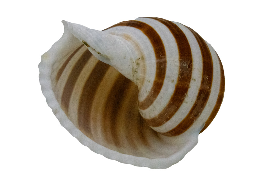 Muschel Tonna sulcosa Meeresschnecke - ca. 10 cm
