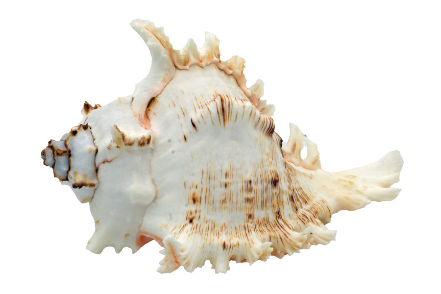 Muschel Murex Ramosus - 12-15 cm