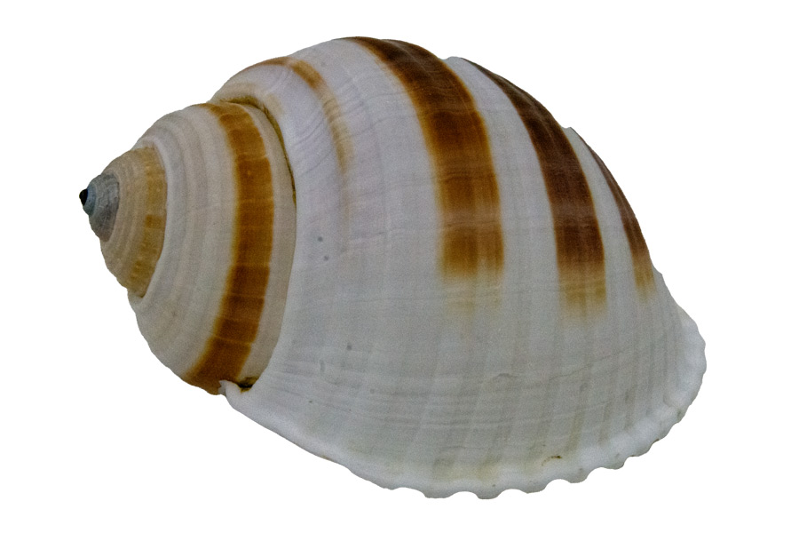Muschel Tonna sulcosa Meeresschnecke - ca. 10 cm
