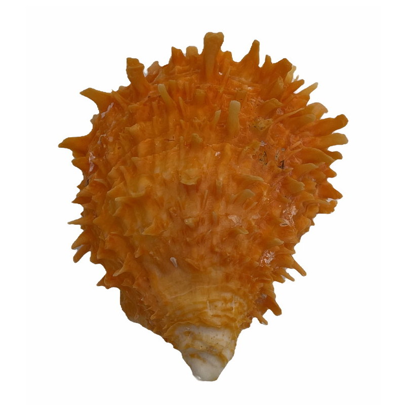 Muschel Spondylus Barbatus – Orange Schönheit aus dem Meer - ca. 6 cm
