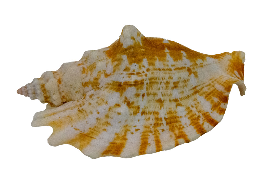 Muschel Strombus sinuatus - ca. 9 cm