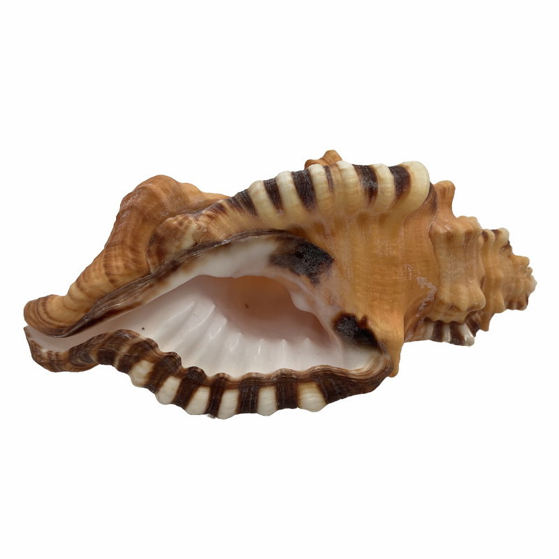 Dekorative Meeresschnecke Cemapium lotorium in kräftiger Form und Größe zwischen 11 und 14 cm