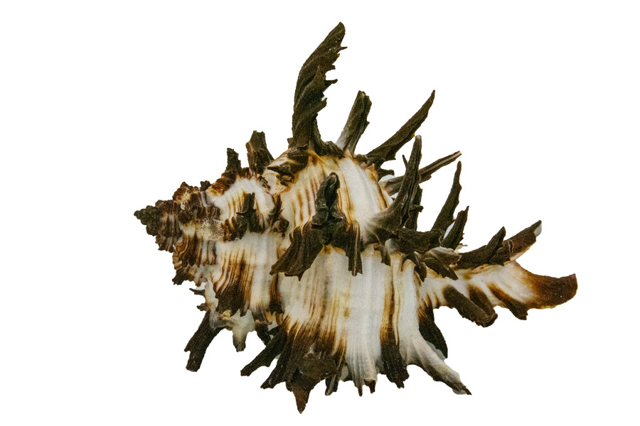 Muschel Murex endivia – Exotische Meeresschnecke für maritime Deko & Sammler | 6–8 cm