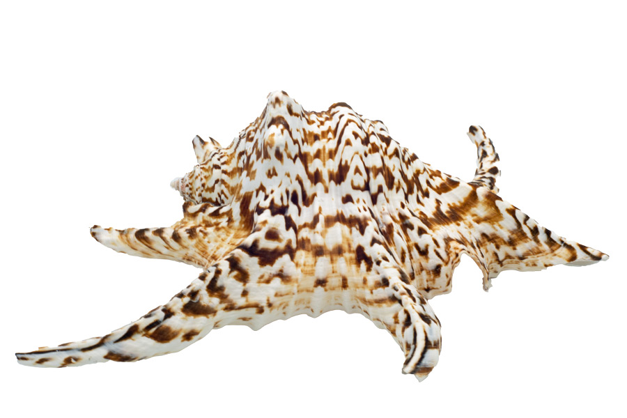 Muschel Lambis chiragra Meeresschnecke - ca. 15-18 cm