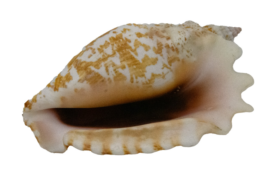 Muschel Strombus sinuatus - ca. 9 cm