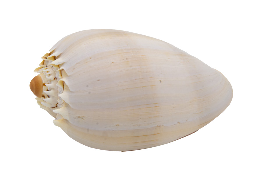 Muschel Melo Meeresschnecke - ca. 12 cm