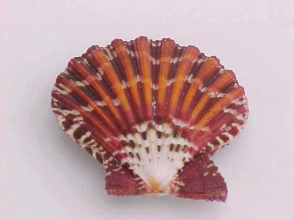 Muschel Pecten pallium - 5-6 cm