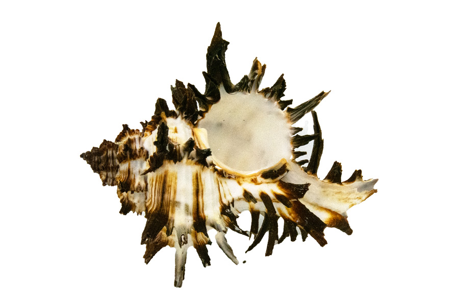 Muschel Murex endivia – Exotische Meeresschnecke für maritime Deko & Sammler | 6–8 cm