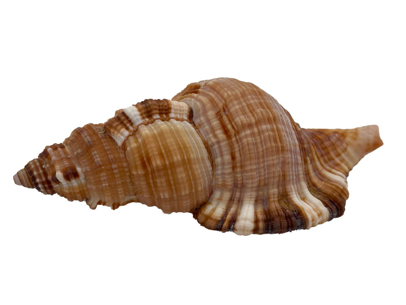 Muschel Cemapium pillare - ca. 8 cm
