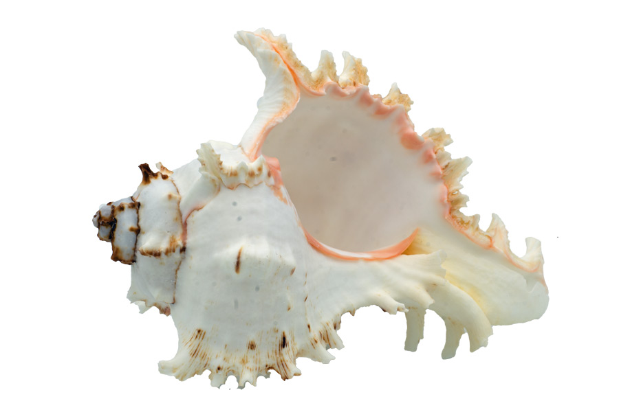 Muschel Murex Ramosus - 12-15 cm