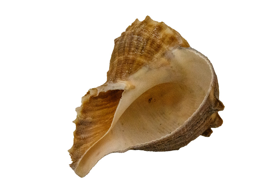 Muschel Rapana Meeresschnecke – Maritime Naturdeko & dekoratives Sammlerstück | ca. 7 cm