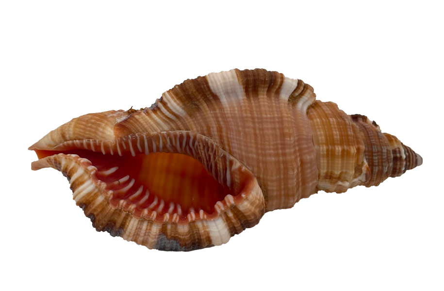 Muschel Cemapium pillare - ca. 8 cm