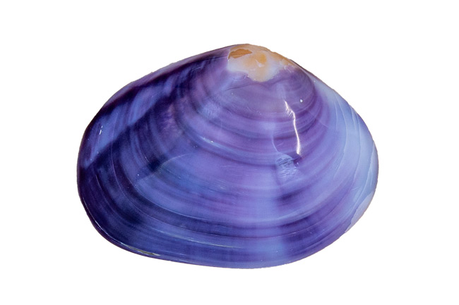 Muschel Bivalvia codacia pupur - ca.5-7 cm