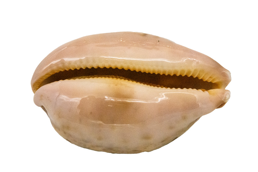 Muschel Cypraea mappa Meeresschnecke ca. 7 cm