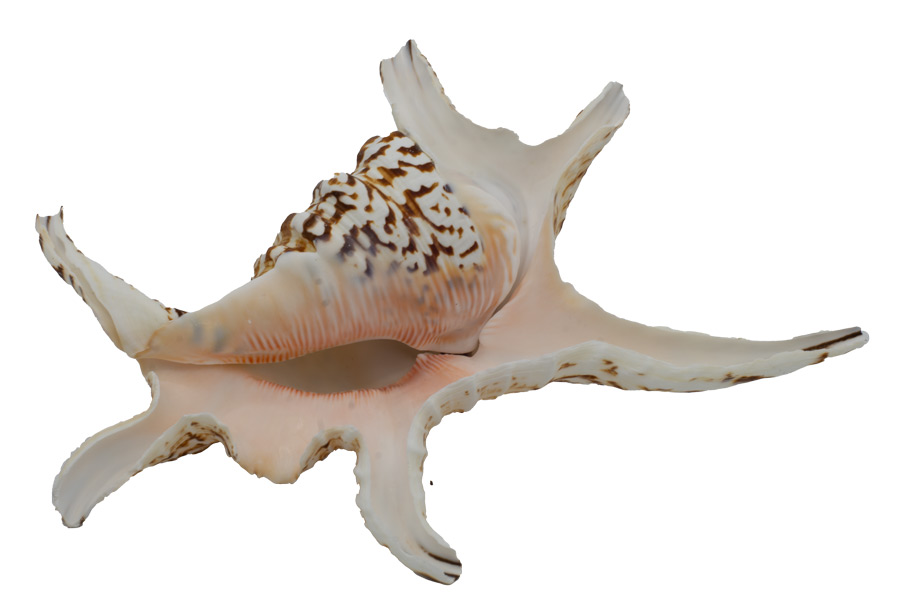 Muschel Lambis chiragra Meeresschnecke - ca. 15-18 cm