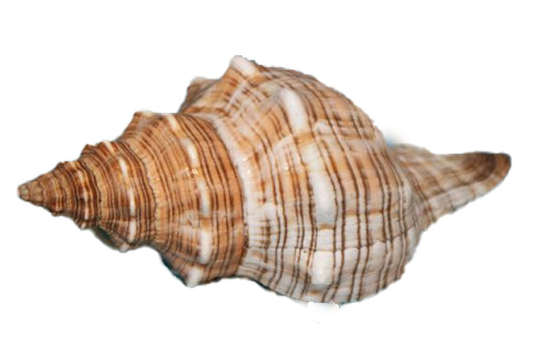 Muschel Fasciolaria trapezium Meeresschnecke - 13-15 cm