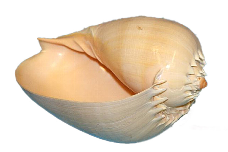 Muschel Voluta Melocorona Meeresschnecke - 20-22 cm