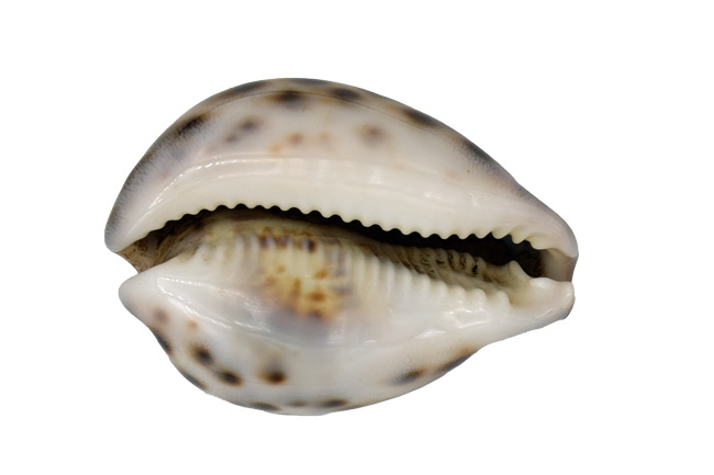 Tigermuschel Meeresschnecke - 5 - 7 cm