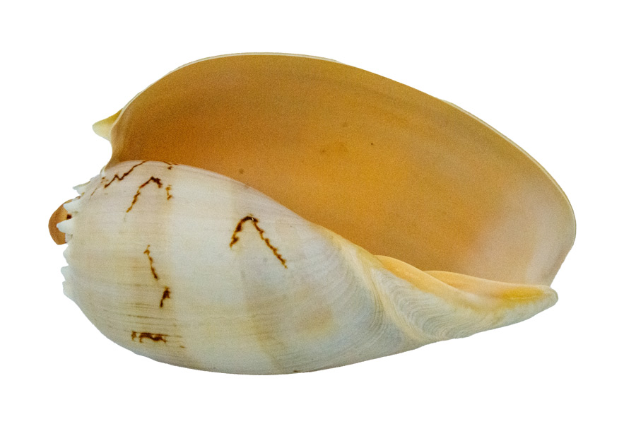 Muschel Melo Meeresschnecke - ca. 12 cm