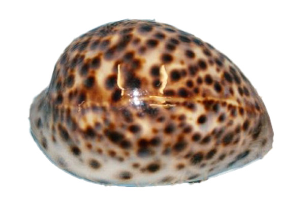 Tigermuschel Meeresschnecke - 5 - 7 cm