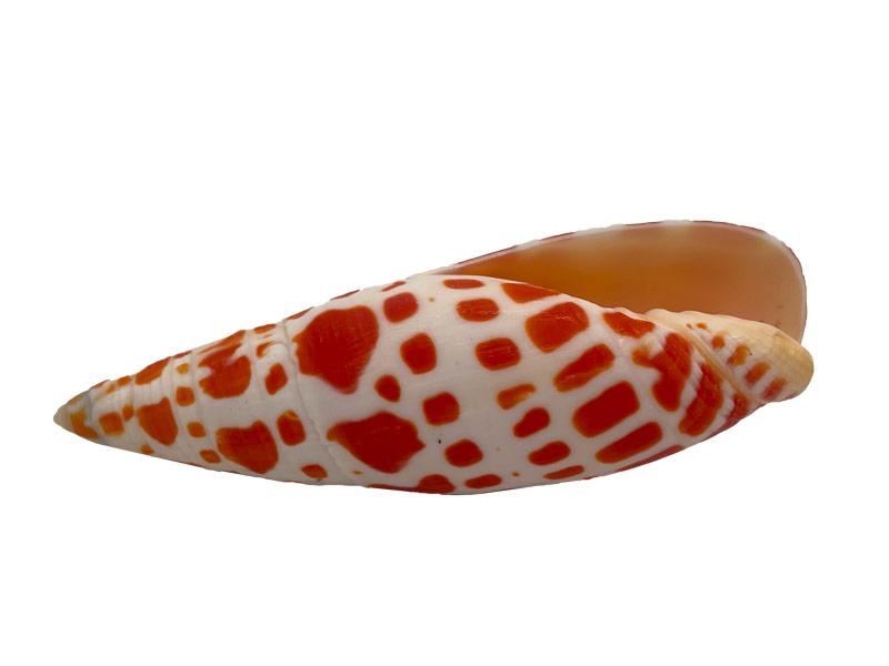Muschel Mitra Mitra - ca. 9 cm